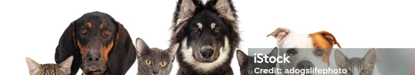 PET CLINIC - PHÒNG KHÁM THÚ Y GÒ VẤP
