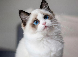 Tại sao mèo Maine Coon rất đẹp, nhưng lại có ít người nuôi?