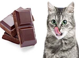 MÈO CÓ ĂN ĐƯỢC SOCOLA KHÔNG?