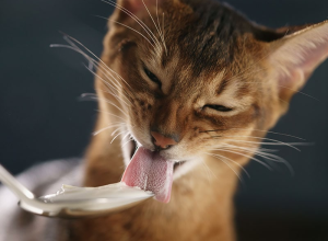 MÈO CÓ ĂN ĐƯỢC SỮA CHUA KHÔNG?