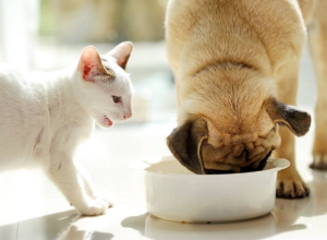 MÈO CÓ THỂ ĂN THỨC ĂN CHO CHÓ KHÔNG?