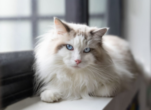 Mèo Ragdoll - Nàng búp bê dịu dàng