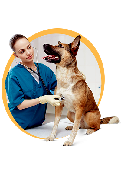PET CLINIC - PHÒNG KHÁM THÚ Y GÒ VẤP